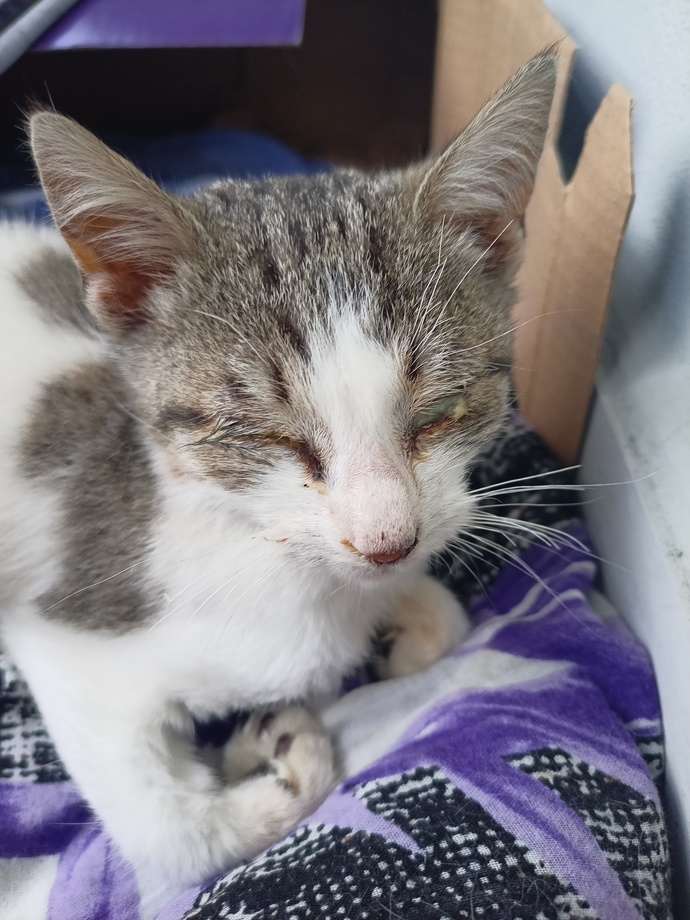 Kedi nasıl tedavi edilir?