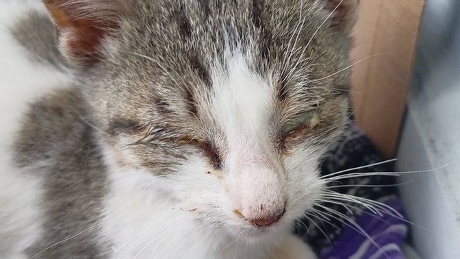 Kedi nasıl tedavi edilir?
