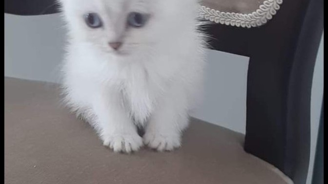 3000 TL'ye yeni kedi aldım, sizce nasıl?