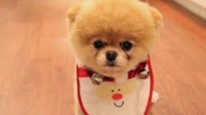 Parayla köpek almak mı daha iyi sahiplenmek mi?