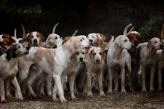 Gece yolda gidiyorsunuz ve karşınızda böyle köpek çetesi ile karşılaştınız ne yapardınız ne tepki verirsiniz?