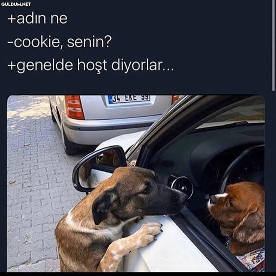 Gece yolda gidiyorsunuz ve karşınızda böyle köpek çetesi ile karşılaştınız ne yapardınız ne tepki verirsiniz?