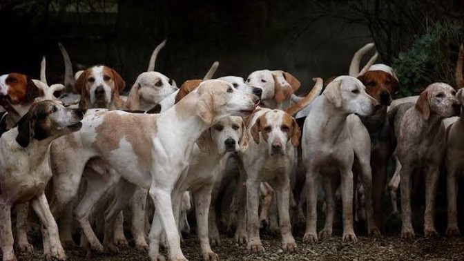 Gece yolda gidiyorsunuz ve karşınızda böyle köpek çetesi ile karşılaştınız ne yapardınız ne tepki verirsiniz?