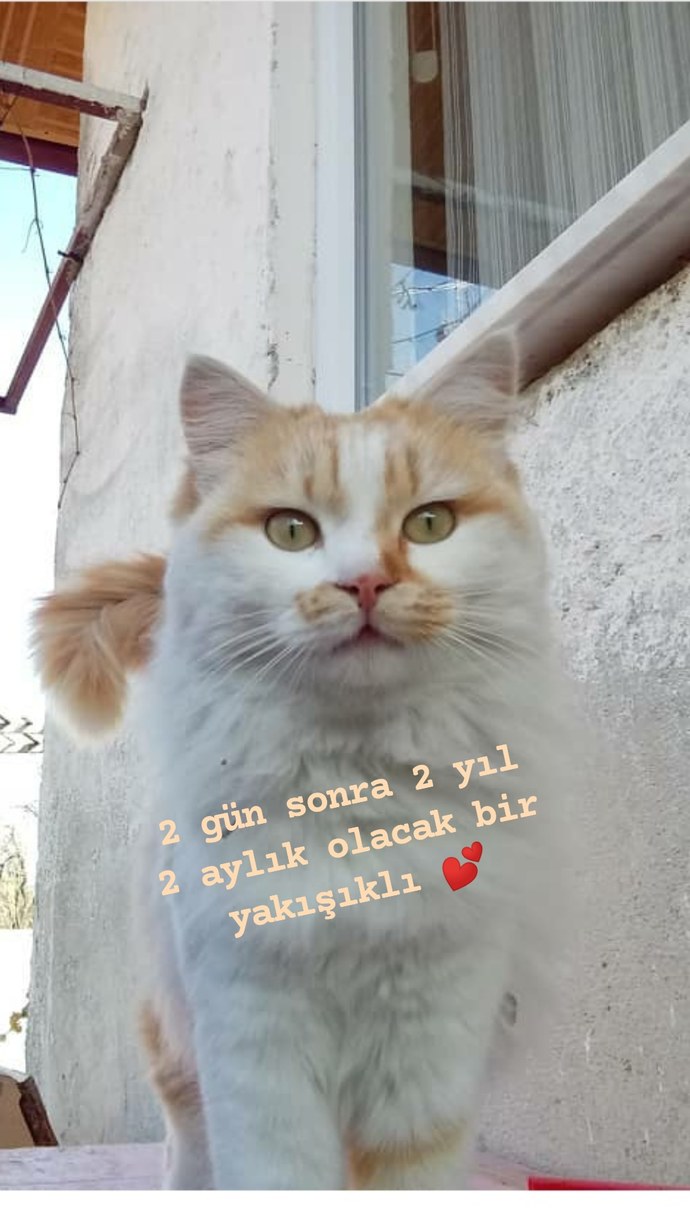 Kediniz veya kedileriniz var mı?