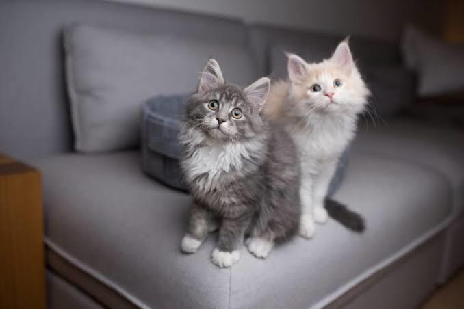 Sizce evde yaşamaya en uygun kedi cinsi hangisidir?