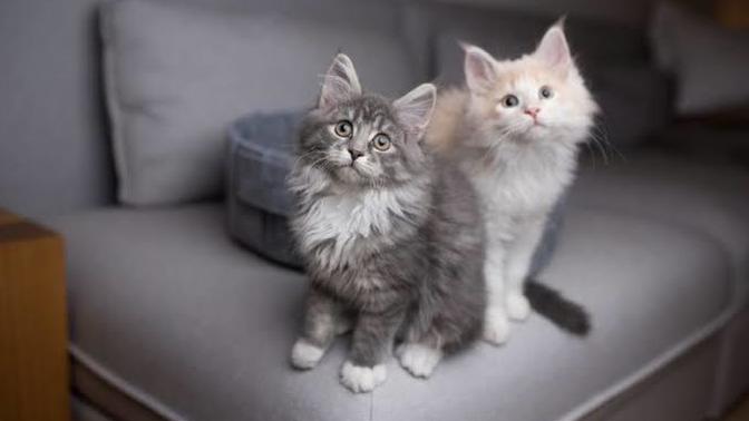 Sizce evde yaşamaya en uygun kedi cinsi hangisidir?