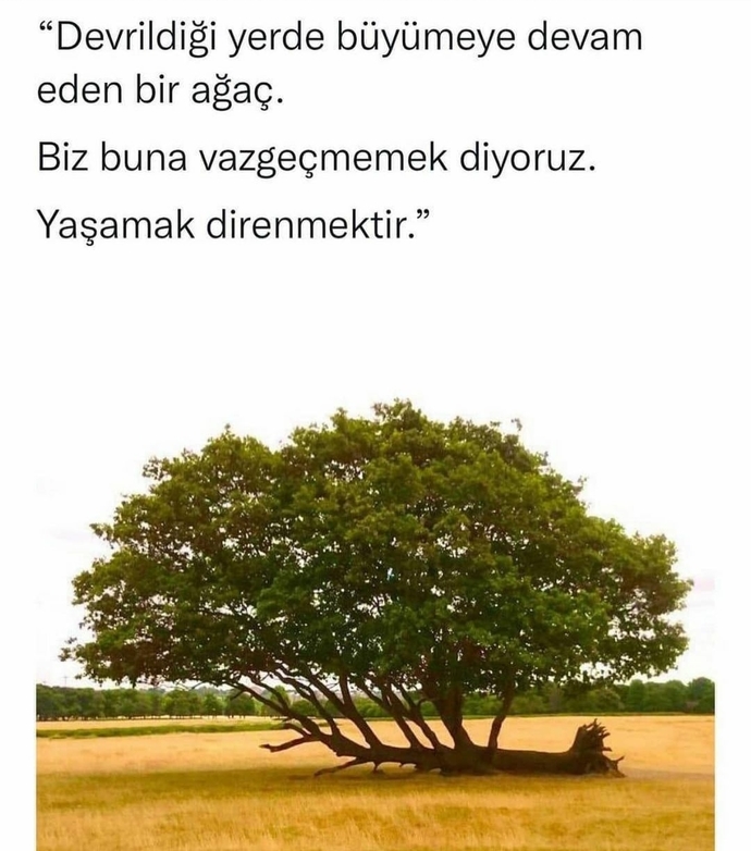 İnsan olmasaydın ne olmak isterdin?