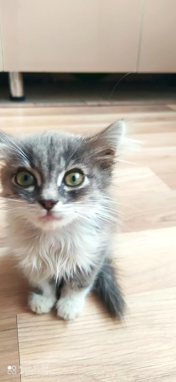 Kedi kendini temizlemiyor. Neden?