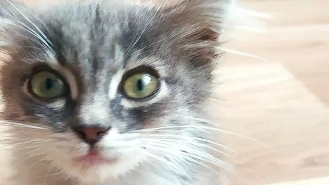 Kedi kendini temizlemiyor. Neden?