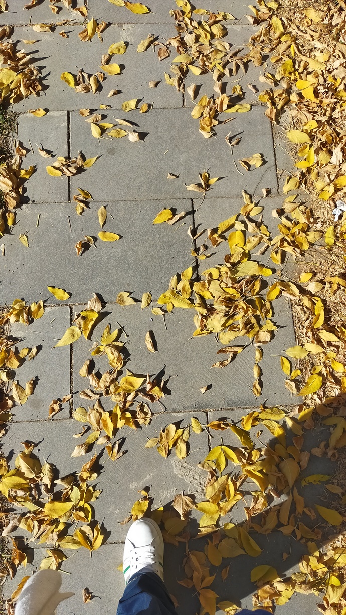 Yaprak sonbahar olduğu için mi ağaç düşer, yoksa dalından bıkmış sonbahar bahanesi mi?
