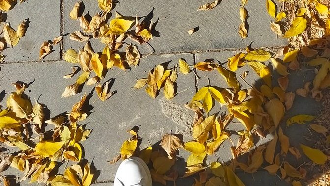 Yaprak sonbahar olduğu için mi ağaç düşer, yoksa dalından bıkmış sonbahar bahanesi mi?