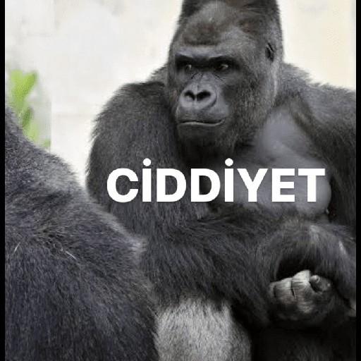 Bu sitede normal kız var mı yaw?