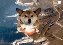 Shiba İnu'ya yatırım yaptınız mı? Yapar mısınız?