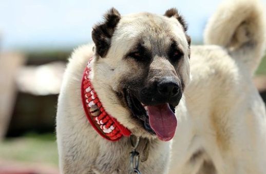 Aksaray da kangal cinsi bir köpeğe tekme atan Suriye uyruklu genç adam yoğun bakımlık oldu?