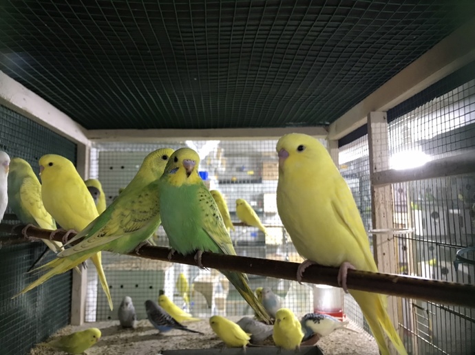 Bizim yavrulardan küçük bir kesit. (Buradaki sarılar Lutino değil, DF Spangle)