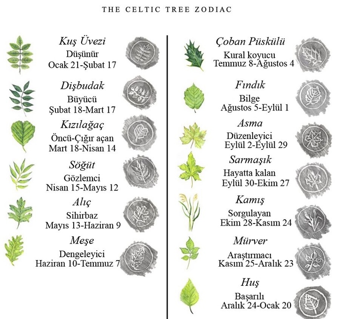 Kelt astrolojisi ağaçlar ile sembolleştirilir. Peki sizin ağacınız hangisi?