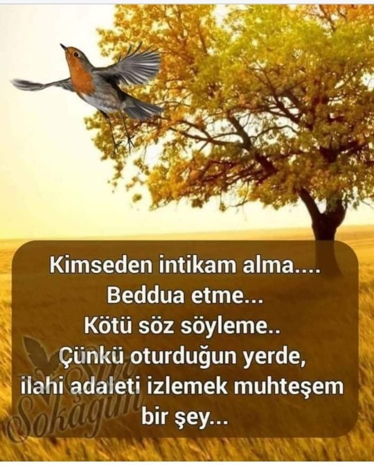 Canınızı yakanın canını yakar mısınız?