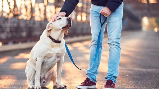 Köpeğimi arkadaşıma emanet etsem ne olabilir?