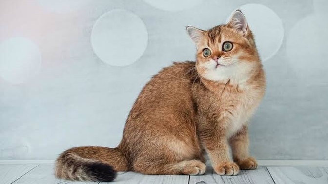 Scottish fold ve Scottish straight çift olabilir mi?