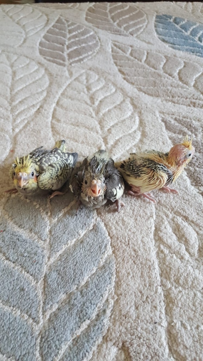 Bebeklerime merhaba diyiiin?