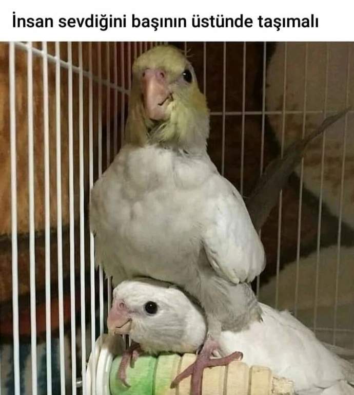 Evde hangi tür evcil besliyorsun?