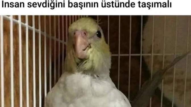 Evde hangi tür evcil besliyorsun?