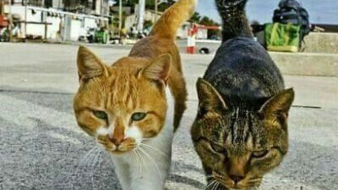 Mahallenin tecavüzcü erkek kedisini yakaladım. Ona şimdi ne yapayım?