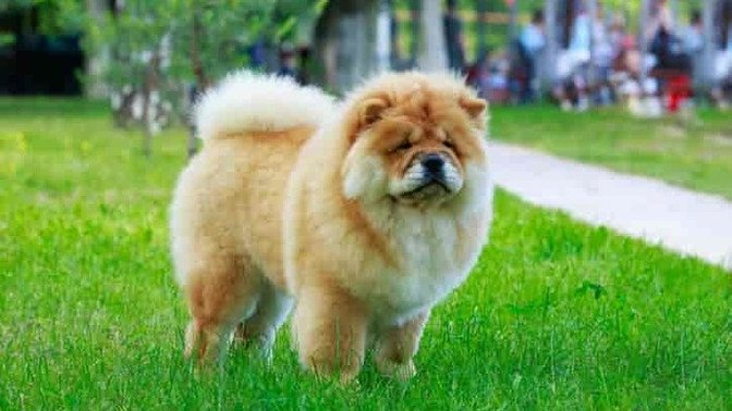 Çin aslanı (chow chow) sahiplenmek?