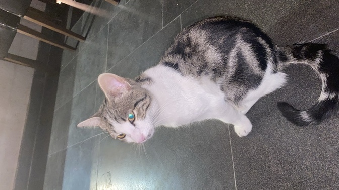 Kuduz kedi sorunu?