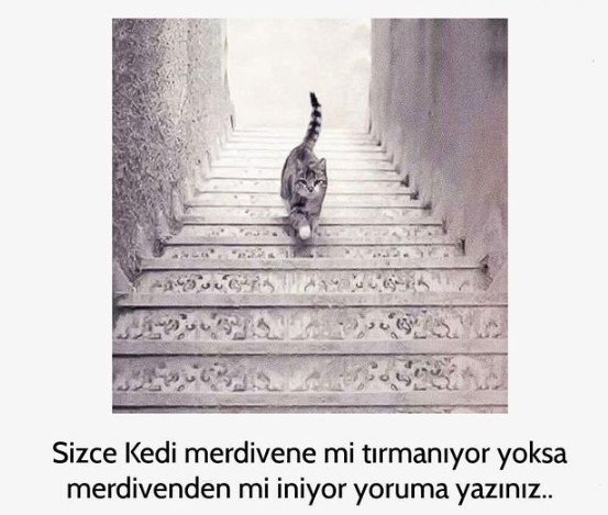 Sizce kedi resimde aşağı mı iniyor yoksa yukarı mı çıkıyor?