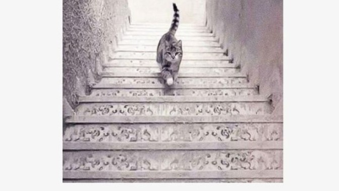 Sizce kedi resimde aşağı mı iniyor yoksa yukarı mı çıkıyor?