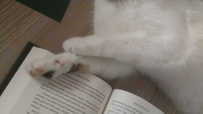 Kitap okurken size en iyi ne eşlik eder?