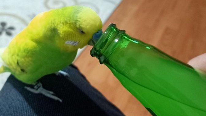 🦜 Muhabbet kuşum maden suyu içiyor sıkıntı olur mu?
