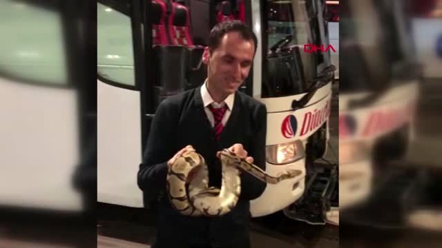 Yolcu otobüsünde dev piton! Otobüs yolculuğu sırasında yılan görseydin ne yapardın?