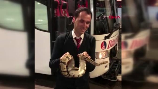 Yolcu otobüsünde dev piton! Otobüs yolculuğu sırasında yılan görseydin ne yapardın?