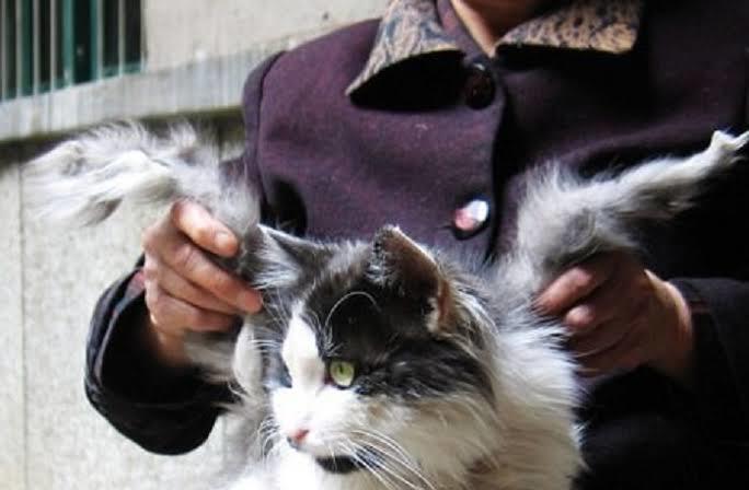Kanatlı kedi
