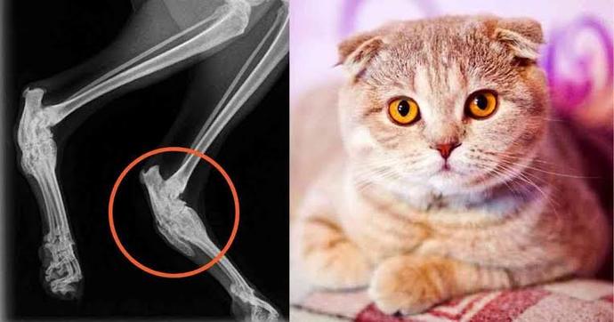 Scottish Fold 