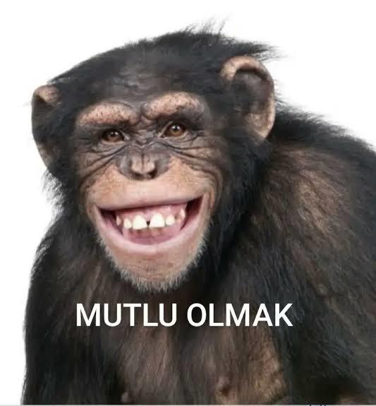 Aşiret'den bir gelin veya sevgili nasıl bulabilirim?