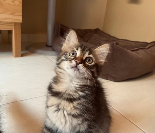 Kedi maması önerileriniz nelerdir?