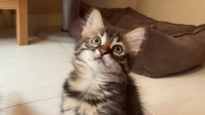 Kedi maması önerileriniz nelerdir?