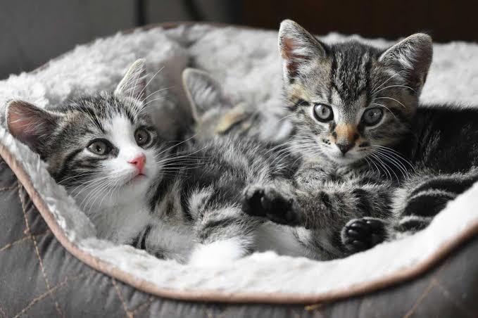 Rüyada doğuran kedi görmek ne anlama gelir?