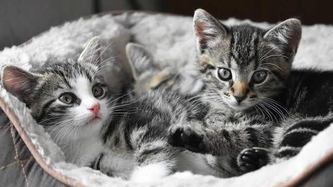 Rüyada doğuran kedi görmek ne anlama gelir?