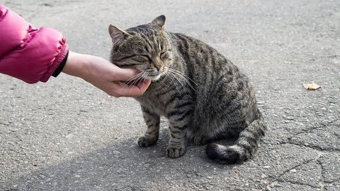 Bir kadın hayvanların içme suyuna çamaşır suyu dökerken yakalandı. Hayvanlara zulmedenlere ne söylemek istersin?