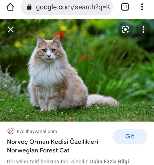 Bu kedinin cinsini bilen var mı?