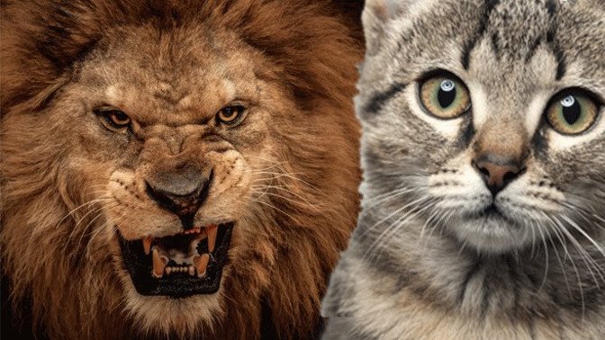 Kediden aslan, aslandan kedi olur mu 😏🤫?