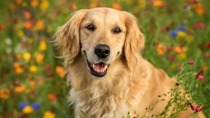 Hangi köpek cinsi ile arkadaş olmak isterdin?