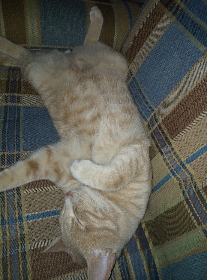 Bu kedi neden bu kadar tombiş?