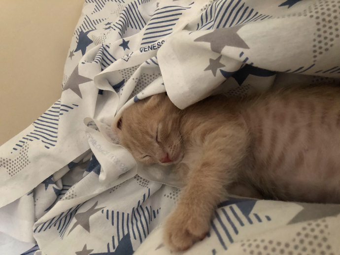 Bu kedi neden bu kadar tombiş?