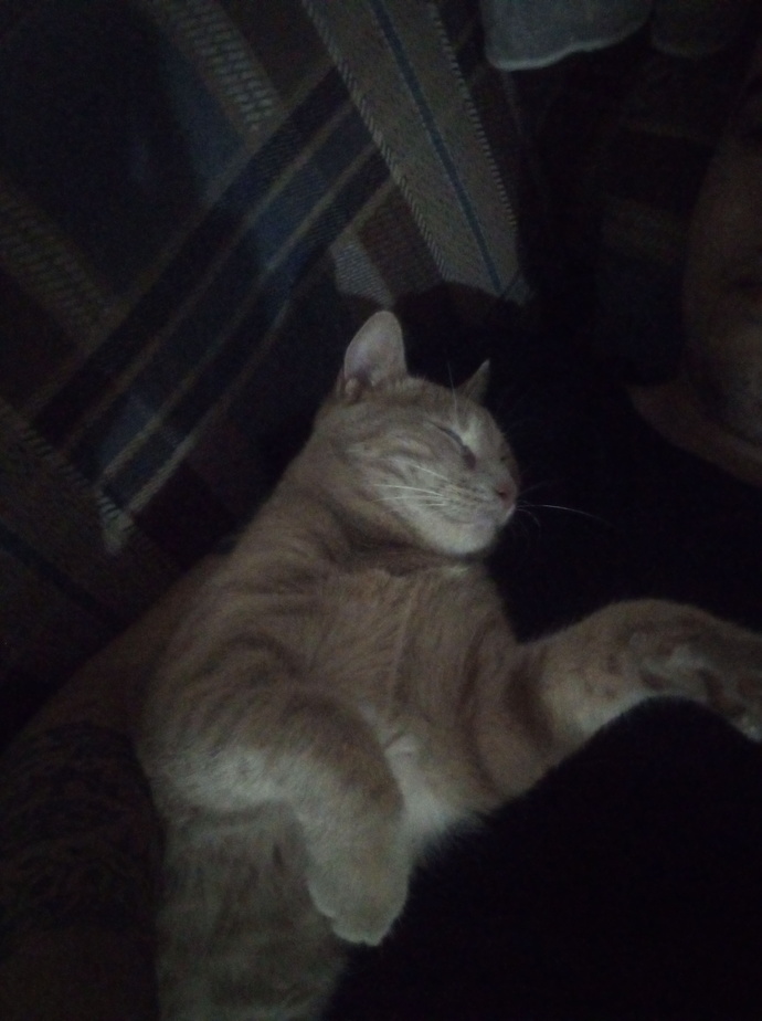 Bu kedi neden bu kadar tombiş?