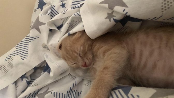 Bu kedi neden bu kadar tombiş?